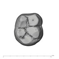 UW101-285 Homo naledi LRM1 occlusal