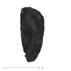 UW101-293 Homo naledi root labial