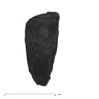 UW101-293 Homo naledi root lingual