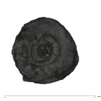 UW101-293 Homo naledi root occlusal