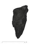 UW101-293 Homo naledi root side 1