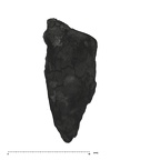 UW101-293 Homo naledi root side 2