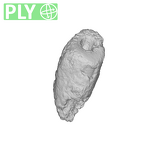 UW101-293 Homo naledi root ply