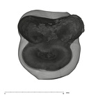 UW101-297 Homo naledi LRM1 apical