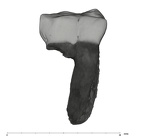 UW101-297 Homo naledi LRM1 buccal