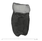 UW101-297 Homo naledi LRM1 distal