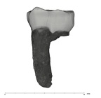 UW101-297 Homo naledi LRM1 lingual