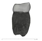 UW101-297 Homo naledi LRM1 mesial