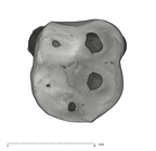 UW101-297 Homo naledi LRM1 occlusal