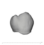 UW101-298 Homo naledi LRP3 buccal