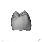 UW101-298 Homo naledi LRP3 distal