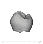 UW101-298 Homo naledi LRP3 lingual