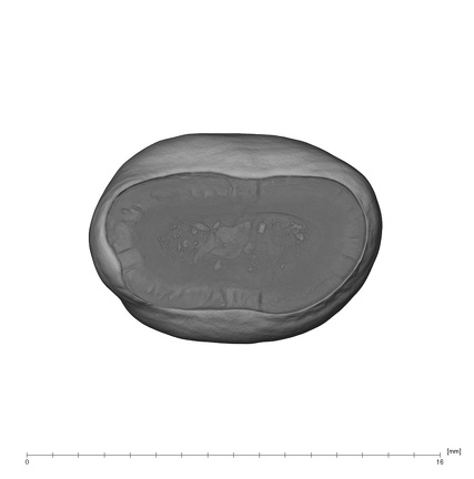 UW101-333 Homo naledi UP apical