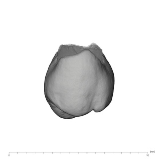 UW101-333 Homo naledi UP buccal