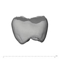 UW101-333 Homo naledi UP distal