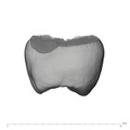 UW101-333 Homo naledi UP mesial