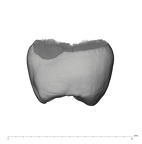UW101-333 Homo naledi UP mesial