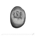 UW101-333 Homo naledi UP occlusal 2