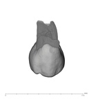 UW101-334 Homo naledi UP buccal