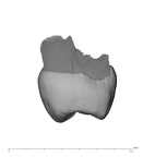 UW101-334 Homo naledi UP distal