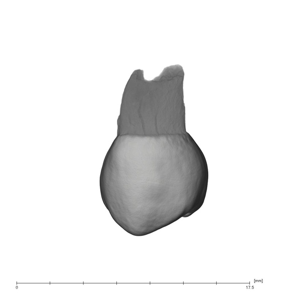 UW101-334 Homo naledi UP lingual