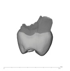 UW101-334 Homo naledi UP mesial