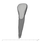 UW101-335 Homo naledi LRI2 labial