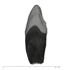 UW101-337 Homo naledi URC distal