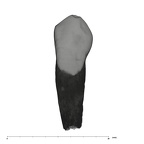 UW101-337 Homo naledi URC labial