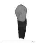 UW101-337 Homo naledi URC lingual
