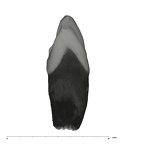 UW101-337 Homo naledi URC mesial