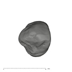 UW101-337 Homo naledi URC occlusal