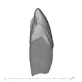 UW101-339 Homo naledi LRC distal