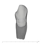 UW101-339 Homo naledi LRC labial
