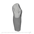 UW101-339 Homo naledi LRC lingual