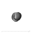 UW101-339 Homo naledi LRC occlusal