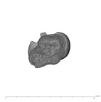 UW101-358 Homo naledi LLP3 apical