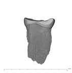 UW101-358 Homo naledi LLP3 distal