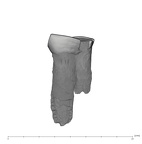 UW101-358 Homo naledi LLP3 lingual