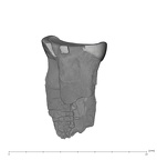 UW101-358 Homo naledi LLP3 mesial