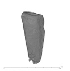 UW101-359 Homo naledi LLC distal