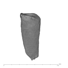 UW101-359 Homo naledi LLC labial