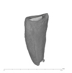 UW101-359 Homo naledi LLC mesial