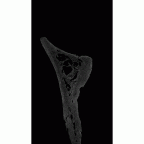 UW101-361 Homo naledi hide gif