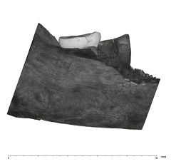 UW101-361 Homo naledi hide lingual