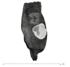 UW101-361 Homo naledi hide occlusal