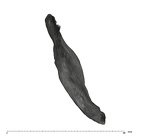 UW101-361 Homo naledi hide apical