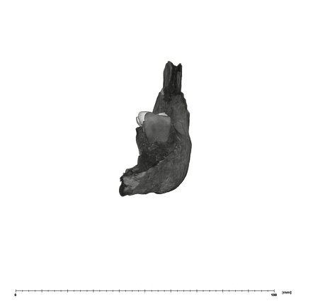 UW101-361 Homo naledi hide mesial