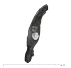UW101-361 Homo naledi hide occlusal