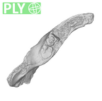 UW101-361 Homo naledi hide ply